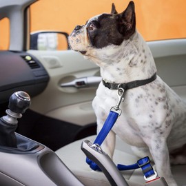 2 Pack Adjustable Car Seat Belt for Dogs and Cats, Heavy Duty Safety Harness with Elastic Nylon Bungee Buffer, Reflective Straps, Blue (50-74cm Length, 2.5cm Width)