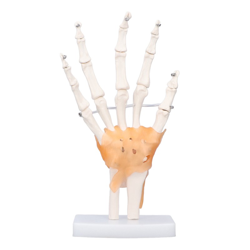 Hand Skeleton Model Life Size PVC On Base with Joints