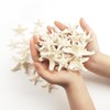 Jangostor 48 PCS Starfish, Mixed Starfish 1" to 2" and