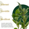 2 Indian Laurel Figs – Live Ficus Nitida Plant –
