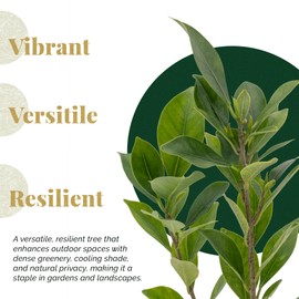 2 Indian Laurel Figs – Live Ficus Nitida Plant – Hardy Evergreen Tree in 2.5” Nursery Cubes – Fast-Growing & Highly Adaptable for Hedges, Screens & Shade