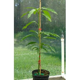 Live Grafted 'Fruit Punch' Mango Trees 2 to 3 Feet Tall 1 Gallon Does Not Ship to California