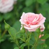 Own-Root One Gallon Sexy Rexy Floribunda Rose by Heirloom Roses