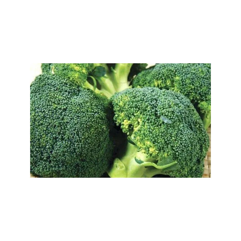 ATLAS Broccoli -Autumn Beauty