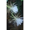 exotic 4 CLIPPINGS-Epiphyllum oxipetalum 'Queen of the Night' - 8"