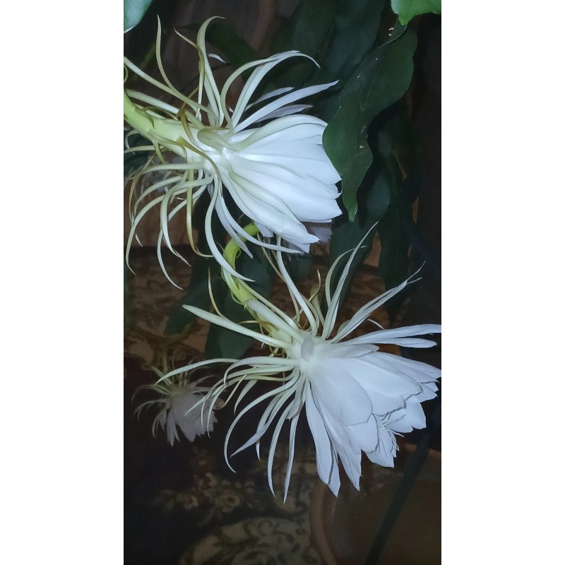 exotic 4 CLIPPINGS-Epiphyllum oxipetalum 'Queen of the Night' - 8"