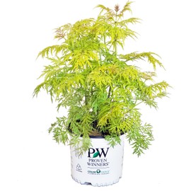 Proven Winners - Sambucus racemosa Lemony Lace (Elderberry) Shrub, , #3 - Size Container
