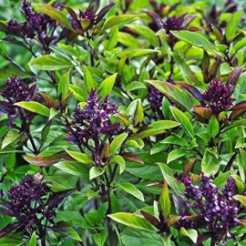 Southeast Seeds Siam Queen Thai Basil Seeds, NON-GMO, Clove Scent & Flavor, Best Thai, FREE SHIP - 1250 Seeds or 2 Grams