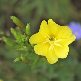 CHUXAY GARDEN Missouri Primrose Evening Flower Seed 200 Seeds Attract Butterflies and Bees Most Outstanding Summer Bloomers Courtyard Flower