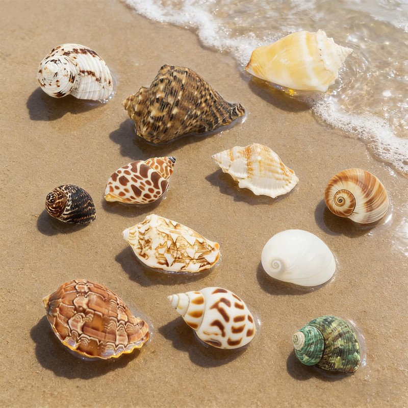 TenaLucy 12 Pièces Conchiglie di Mare Naturali, Set di Conchiglie