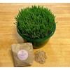 Non GMO Wheatgrass Seed for Sprouting or Cat Grass USA