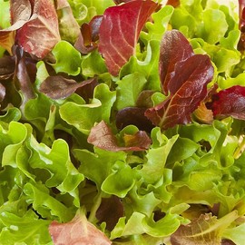 Organic Heatwave Mix Lettuce Seeds 1 Oz - Slow-Bolt Varieties for Hot Weather, Great Lakes, Oakleaf Royal, Iya Sol, Looseleaf & Bibb Lettuce for Summer Growing
