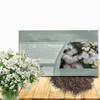 Outsidepride White Ageratum Seeds - 5000 Pcs Annual Flower Seeds