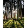 Salve Tree Resin Balm Ointment, Natural Spruce and Pine Resin,