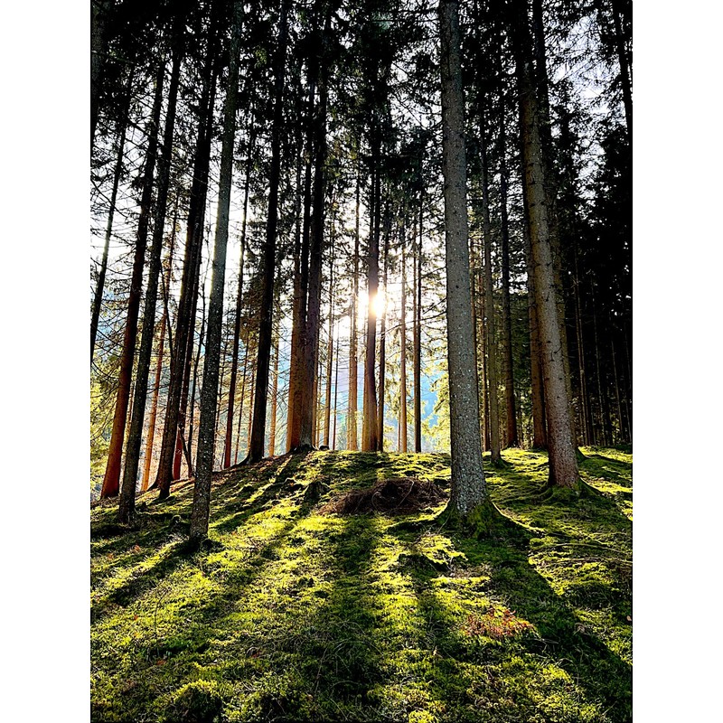 Salve Tree Resin Balm Ointment, Natural Spruce and Pine Resin,