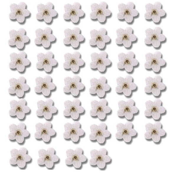 40Pcs White Forget Me Not Flowers Myosostis Sylvatica Dried Pressed
