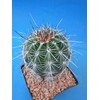 Tucson Tools Goognice Saguaro Cactus 5" to 10" Tall 8