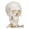 Buddy the Budget Skeleton-1021930 - Human Skeleton Anatomical Model -