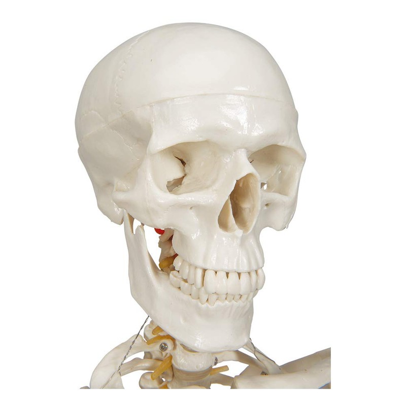 Buddy the Budget Skeleton-1021930 - Human Skeleton Anatomical Model -