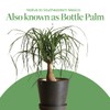 American Plant Exchange Ponytail Palm – 10-Inch Pot – Live