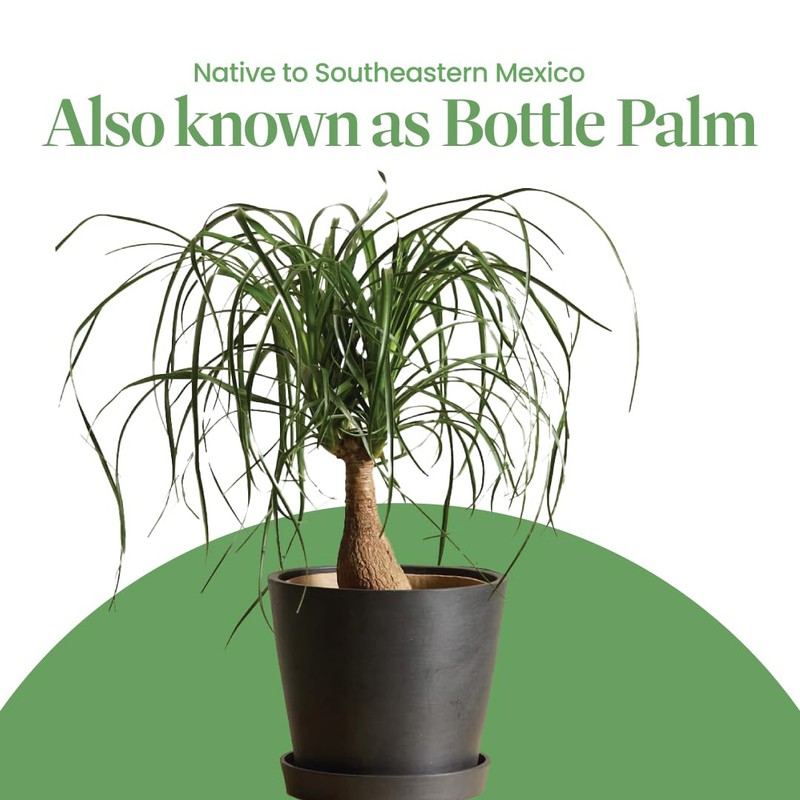 American Plant Exchange Ponytail Palm – 10-Inch Pot – Live