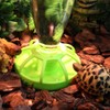Norhogo Reptile Water Dispenser with Water Bottle. Suitable for Small