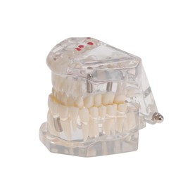 ABOOFAN Detachable Oral Teeth Model for Dental Teaching and Demonstration Removable Parts for Dental Study and Training