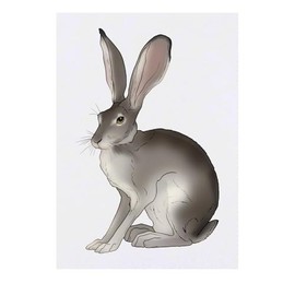 'Desert Hare' Temporary Tattoo - Water Resistant, Skin-Safe, Non-Toxic Transfer (TO00080665)