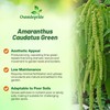 Outsidepride Green Amaranthus Seeds - 5000 Pcs Easy to Grow,