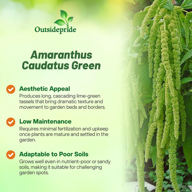 Outsidepride Green Amaranthus Seeds - 5000 Pcs Easy to Grow,