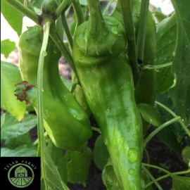 Tyler Farms 10+ Hatch (New Mexico) Chile Pepper seeds | USA Grown