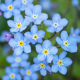 Eden Brothers Forget Me Not Seeds - Blue