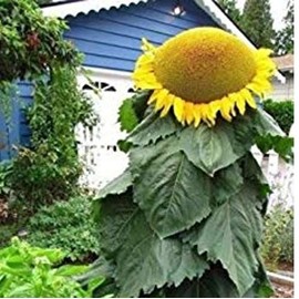 Biggest Sunflower in The World | 10 Seeds to Grow | Mongolian Sunflower Seeds, Huge 18 Inch Flowers