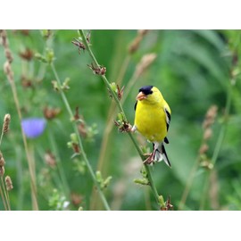 Evergreen Farm and Garden Birdseed Cylinders with Hole - Bird Seed for Outside Wild Birds (Large Cylinder, Four Seasons Flight 2pc)