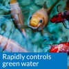 API POND ALGAE CURE Control Solution, Safe For Pets When