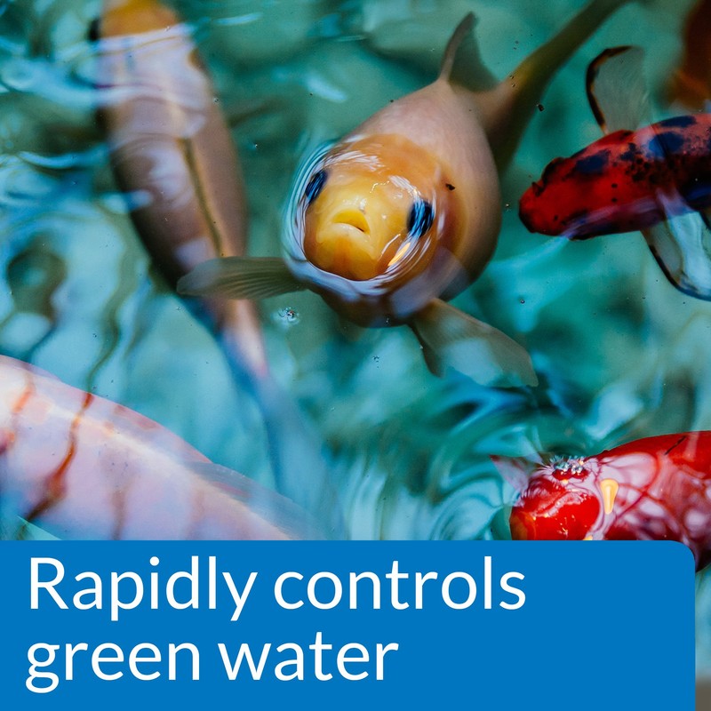 API POND ALGAE CURE Control Solution, Safe For Pets When