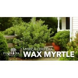 Wax Myrtle | 2 Live Gallon Size Plants | Myrica Cerifera | Ideal for Natural Landscaping | Fragran, Fast-Growing & Hardy