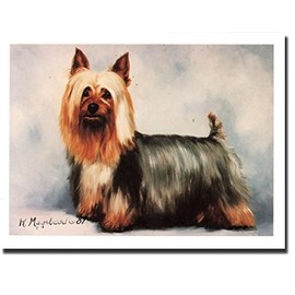 Silky Terrier Profile Notecards