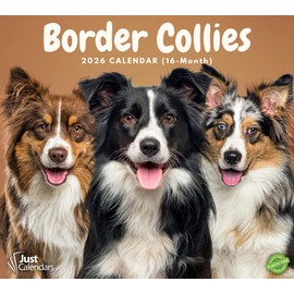 2026 Border Collies Dog Deluxe Wall Calendar | Sheep Dogs | 12" x 13.3" | Plastic Free | 16-Month | Plastic Free | Home & Office Organizer | Monthly View | Major Holidays