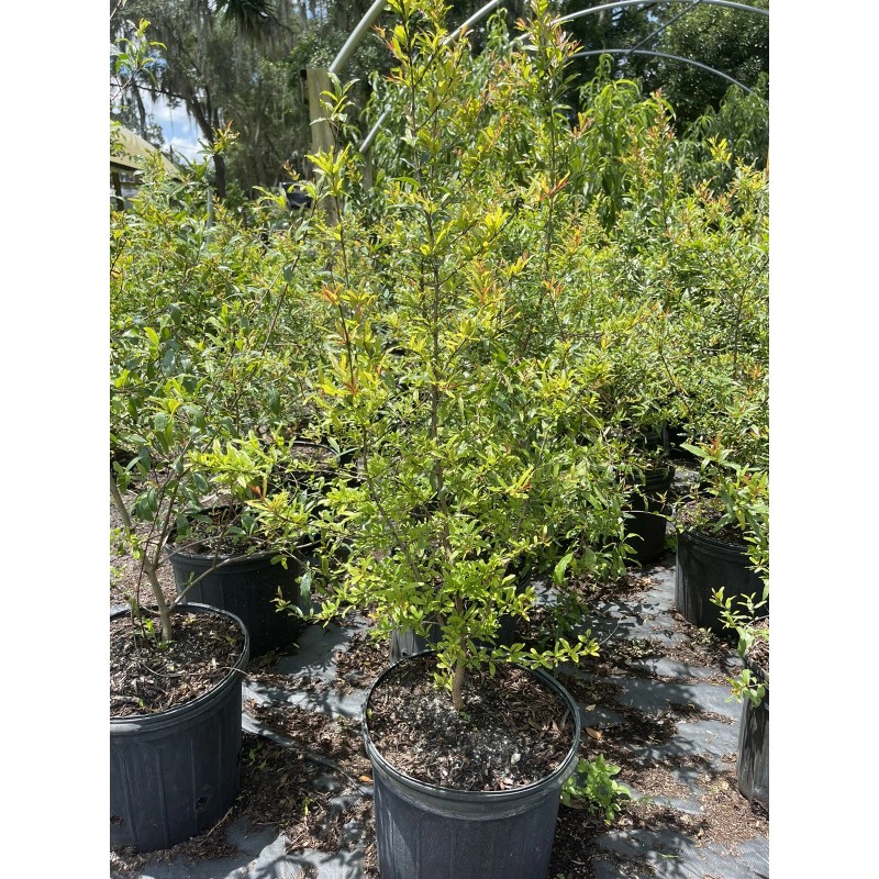 Tree POMEGRANATE TREE (Grafted) 3 Feet Tall.