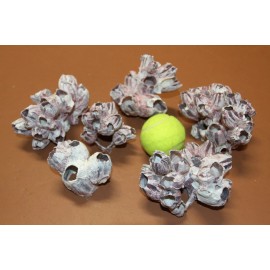 Shorely Yours Decor 3-BARNACLE Clusters, Craft Supplies, Beach Home  Decor, Bath Decor, SS-438 - 3  clusters