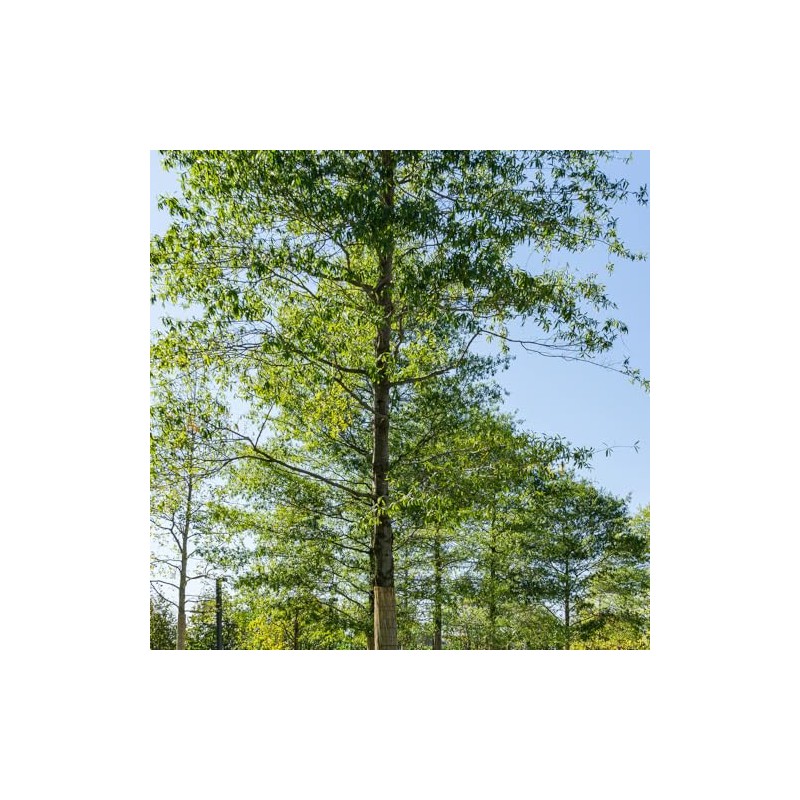 Generic Willow Oak, Deciduous, Shade Tree, Fast-Growing, Acorn Bearing, 1