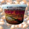 1500 Live Ladybugs - Good Bugs - Ladybugs - Ladybugs