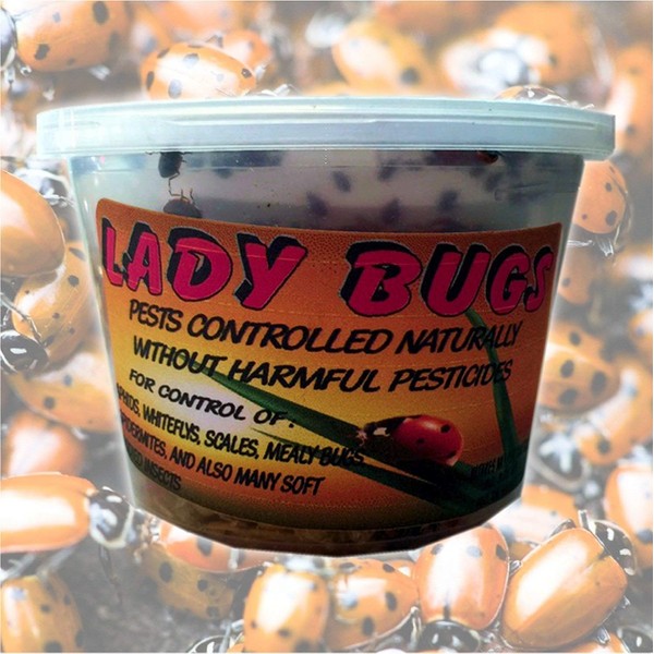 1500 Live Ladybugs - Good Bugs - Ladybugs - Ladybugs