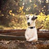 Lionheart glory Plaid Dog Collar, Brown black grid, Small (Pack