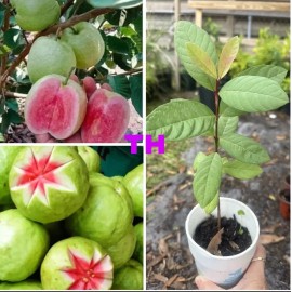Guava Tree 1 Cup Ruby Red Guava Tree 12-15 " Tropical Live Plant ,Ready To Plant