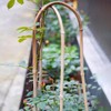 Moromyse Plant Trellis Indoor 16in Bamboo Trellis Loop - Shaped