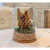 Honey Bee Taxidermy In Glass dome display Oddity, Entomology, Curiosities