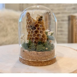 Honey Bee Taxidermy In Glass dome display Oddity, Entomology,  Curiosities