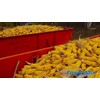 Combo Picnic Table Squirrel Corn Cob Feeder and Bulk Corn
